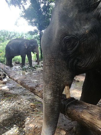 Jem's Elephant Retirement Park