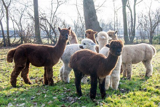 Alpaca Zeeland