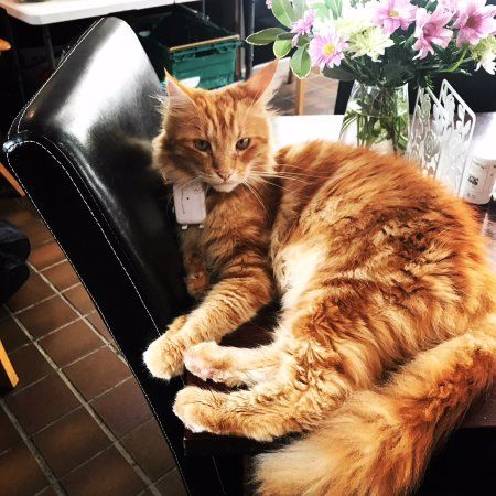 Parsley the Ambassador Cat