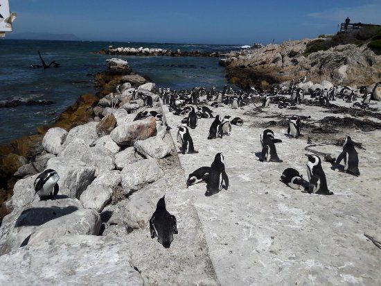 Betty's Bay Main Beach