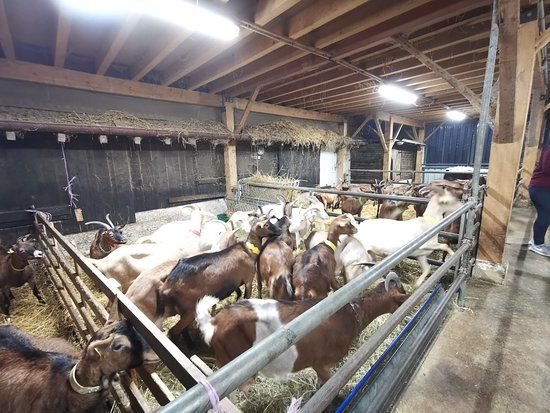 Chèvrerie de la Moselle