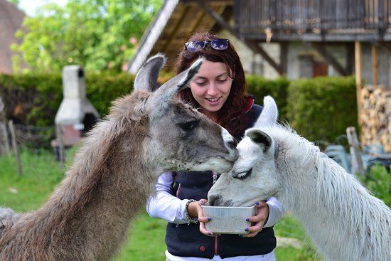 Ferme aux Lamas du Doubs