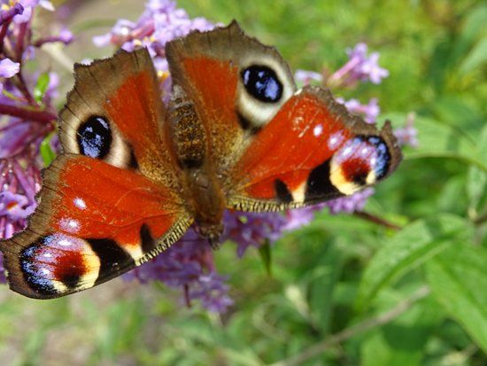 Stichting Hortus Alkmaar