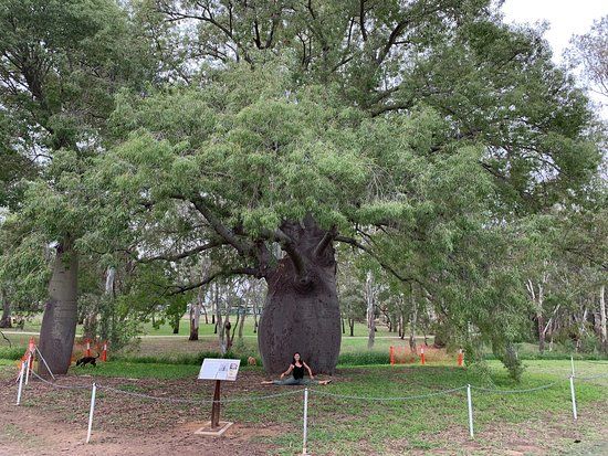 Roma's Biggest Bottle Tree
