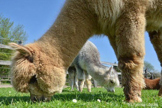 Alpakahof Carpe Diem