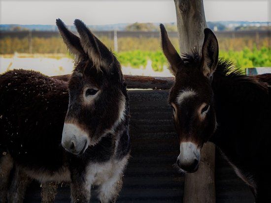 Granite Belt Christmas Farm