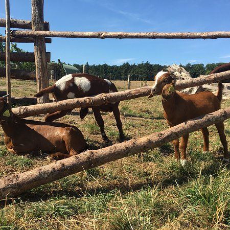 Nygardens Gaardbutik og Frugtplantage