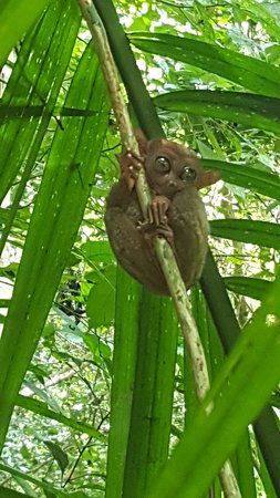 Loboc Wildlife & Nature Park