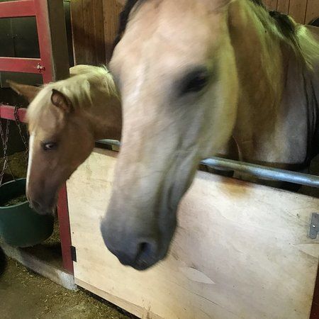 Canadian Camp Riding Club Yatsugatake