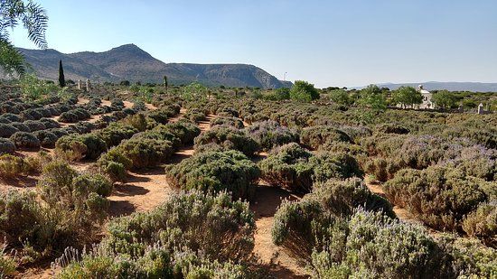 Lavander Farms Of Pozos