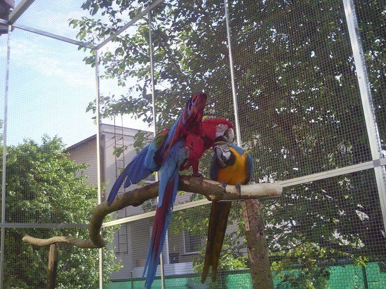Experiences with seasoned parrots