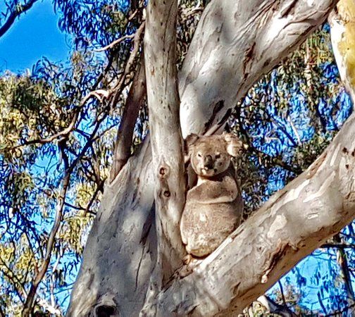 Koala Reserve