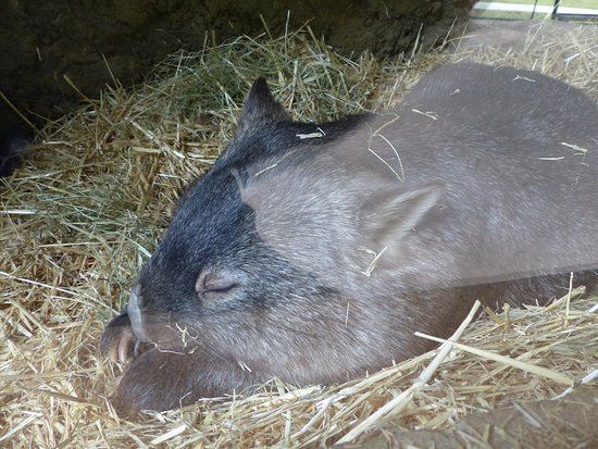 Ipswich Nature Centre