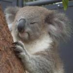 Cranzgots Pizza Cafe