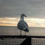 Caffetteria la Zizzola