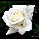 Restaurant International