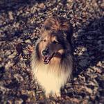 Starbucks Gumi Indong