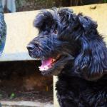 Panificadora Monte De Trigo