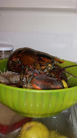 Ristorante Pizzeria Cigno Reale