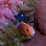 Gooseberry on The Square