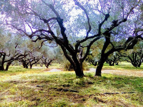 Bioeleonas Aggelakis