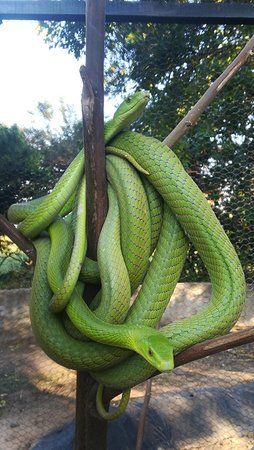 Dolphin Coast Reptile Park and Educational Centre