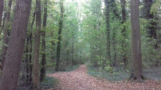 Browns Wood Local Nature Reserve