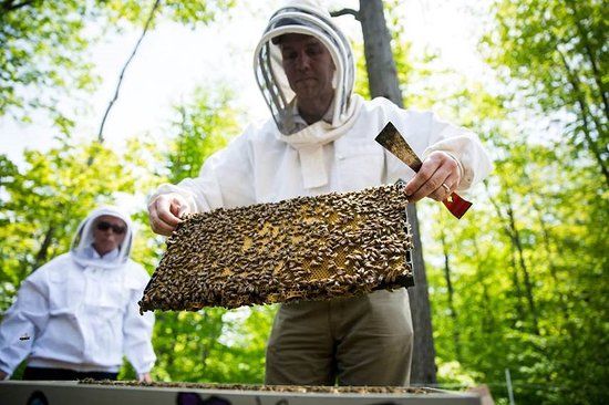 Parry Sound and Area Community Apiary