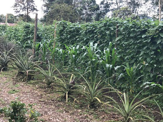 El Recuerdo Finca Cafetera Tradicional