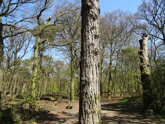 Wandelbos Groenendaal