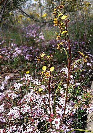 Wax Garden Conservation Reserve