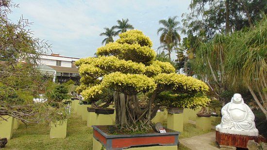 Museo Tatsugoro Bonsai Fortin
