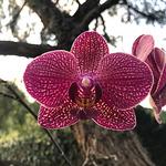 Don Pepe Restaurante & Petiscaria