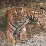 Jungle Inn Restaurant