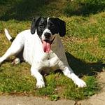 Crystal Palace Golden Dragon