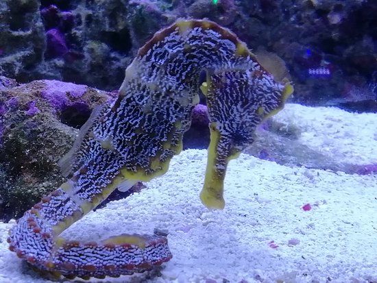 Acuario Mundo Hippocampus
