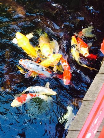 Osaka Japanese Cuisine