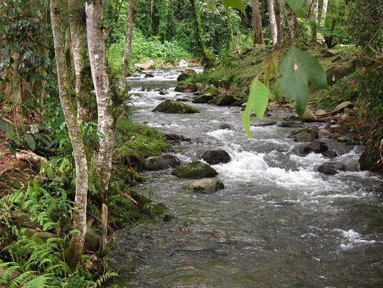 Rancho La Cañada Organic Coffee Farm