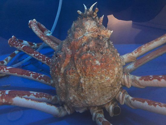 Shizuoka Suisangijutsu Research Institute