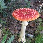 Koffie- en Theewinkel Zoetelief