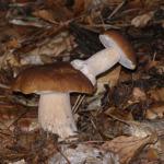 Restauracja Dimitris