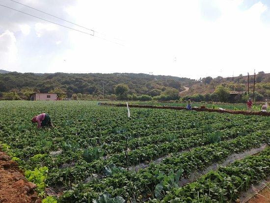 Hirkani The Strawberry Garden