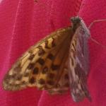 Caffetteria Capoccetti