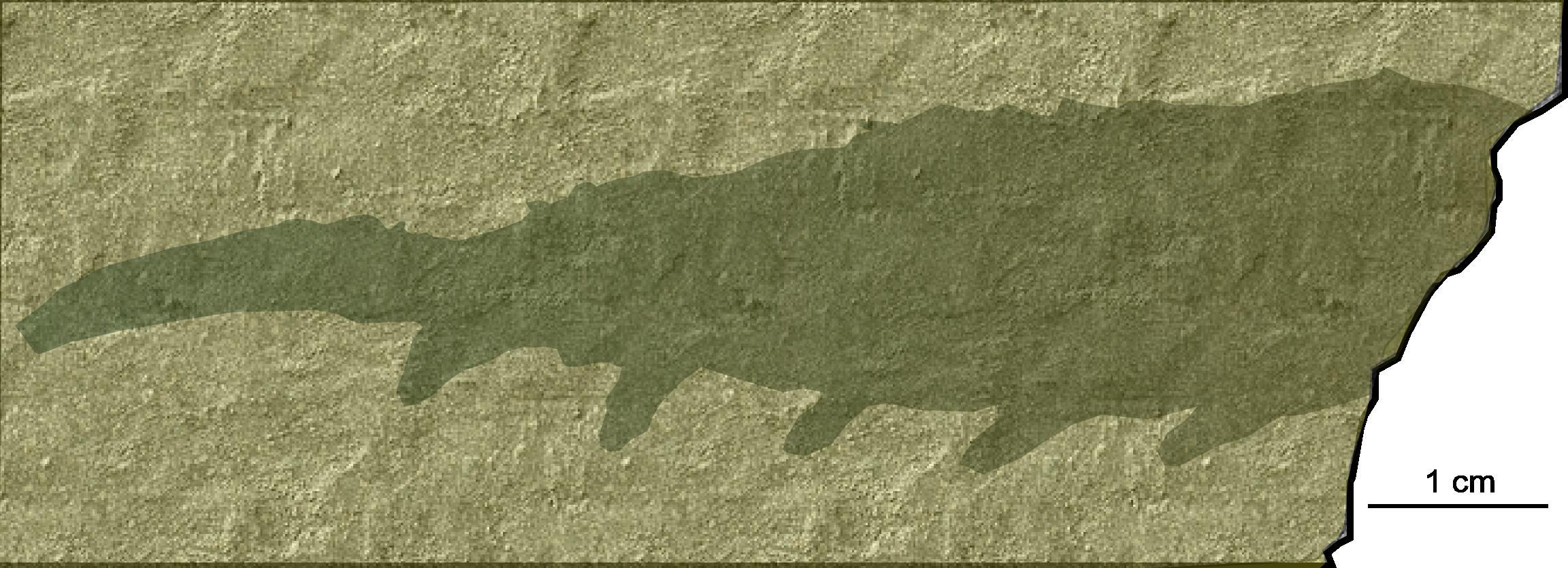 yacimientos cámbricos de Murero