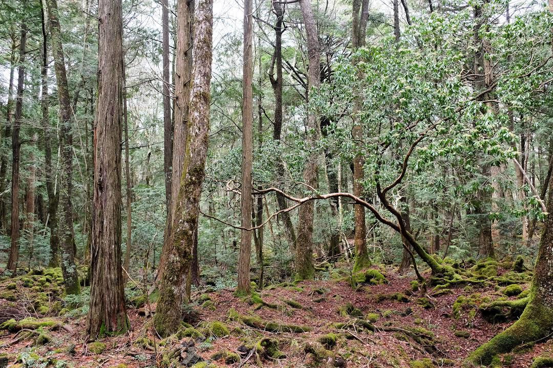 Forêt Aokigahara