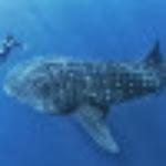 Restaurante Cooperativa Holbox