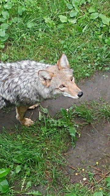 Bioparc de la Gaspesie