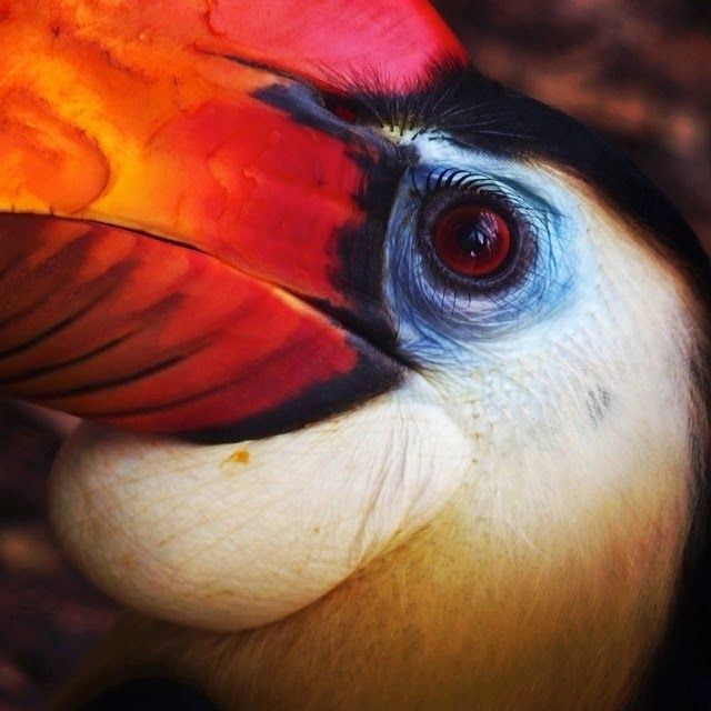 Durrell Wildlife Park