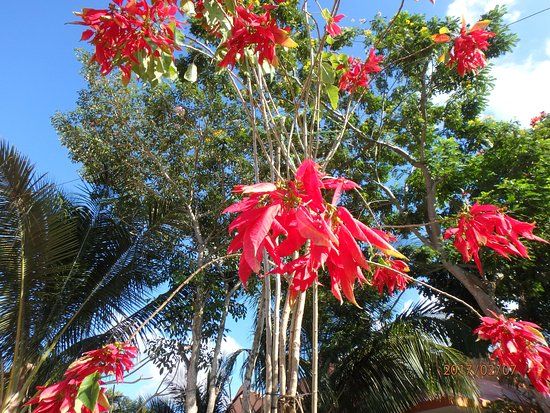 Hacienda Las Iguanas