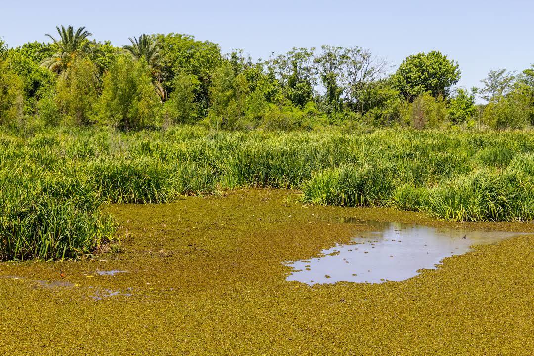 Reserva Ecológica Costanera Sur